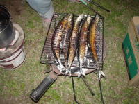 �T���}�͒Y�΂Ɍ���̂��B